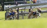 Dogobundi Basenji Th. Ernst (34)